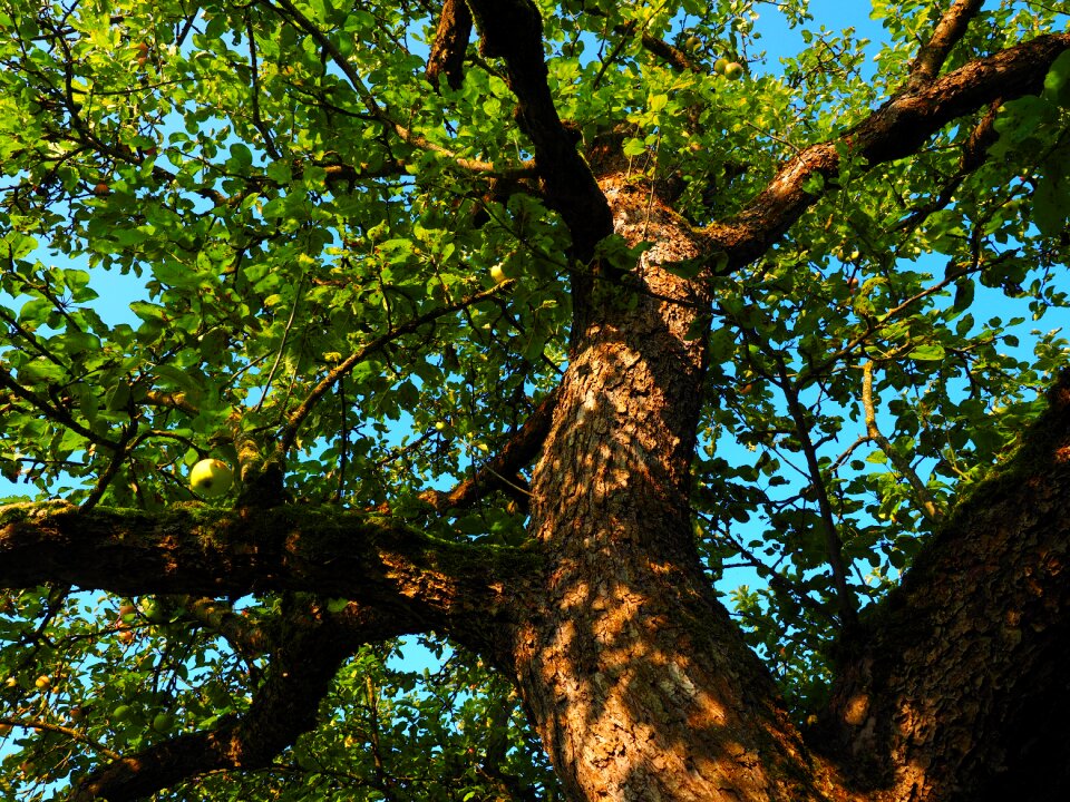 Orchard apple fruit