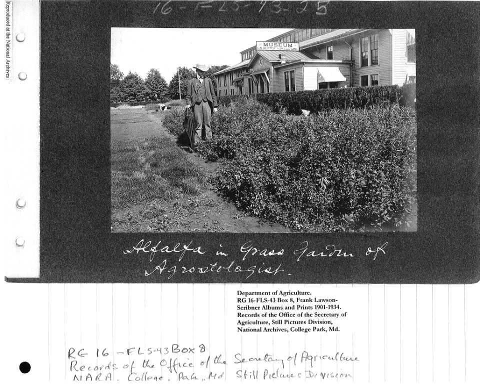 1901 (ca) Alfalfa in Grass Garden of Agrostologist NARA II RG 16-FLS-43-25 Box 8
