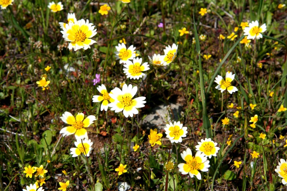Fritillaria Agrestis habitat in the Red Hills