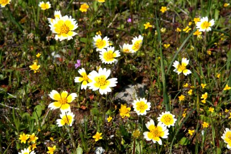 Fritillaria Agrestis habitat in the Red Hills