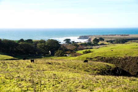 Cows at Cotoni-Coast Dairies