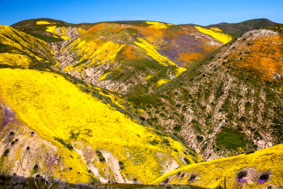 Super Bloom 2017 at Carrizo Plain National Monument