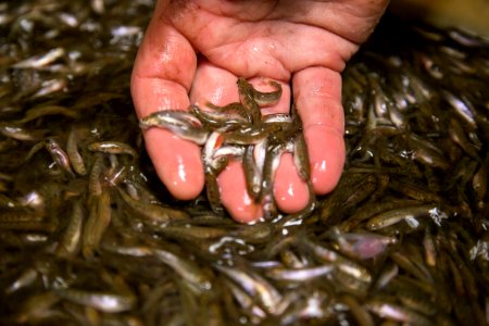 Little White Salmon Fish Hatchery