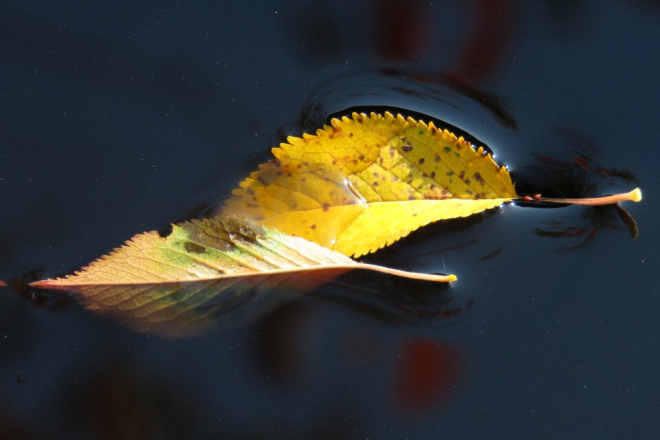 Leaf sheet in the water leaf in the water