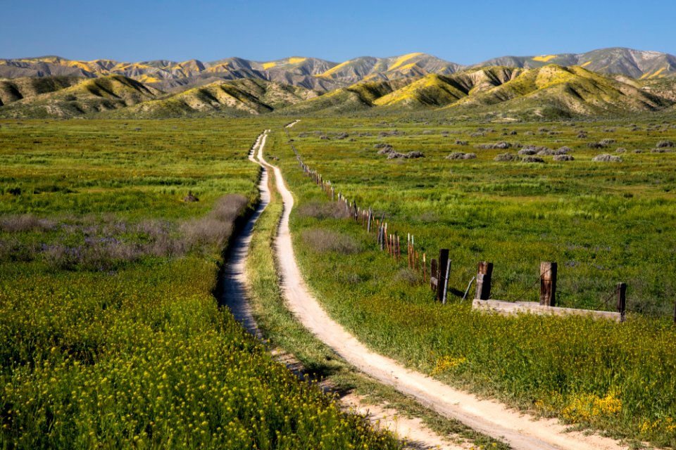 Super Bloom 2017 at Carrizo Plain National Monument
