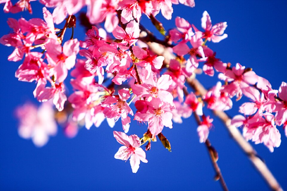 Pink landscape plant