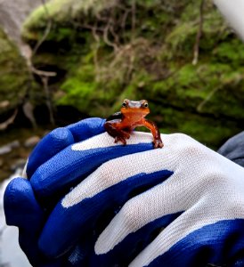WINNER: California Newt, Redding Field Office