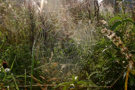 Autumn morgentau cobwebs