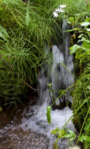 A Mini Waterfall Oasis