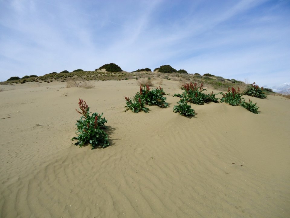 March 2017 Central Coast Field Office Wildflower Tour of Monvero Dunes located in the San Joaquin Desert (Valley)