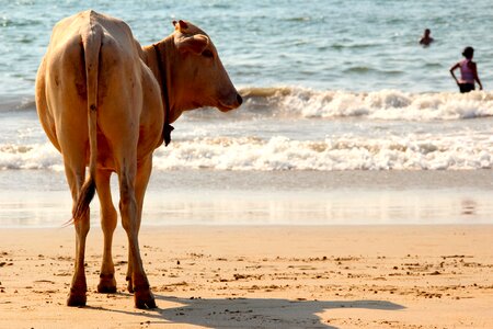 India cows water