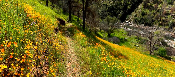 April 2018 Super Bloom along North Fork Merced
