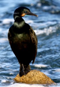 Brandt's Cormorant photo