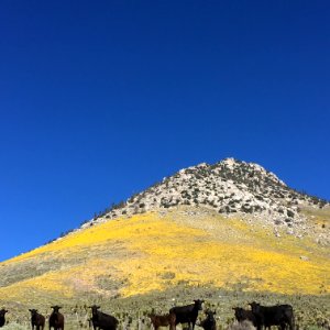 Cow Haven Canyon in the Ridgecrest Field Office