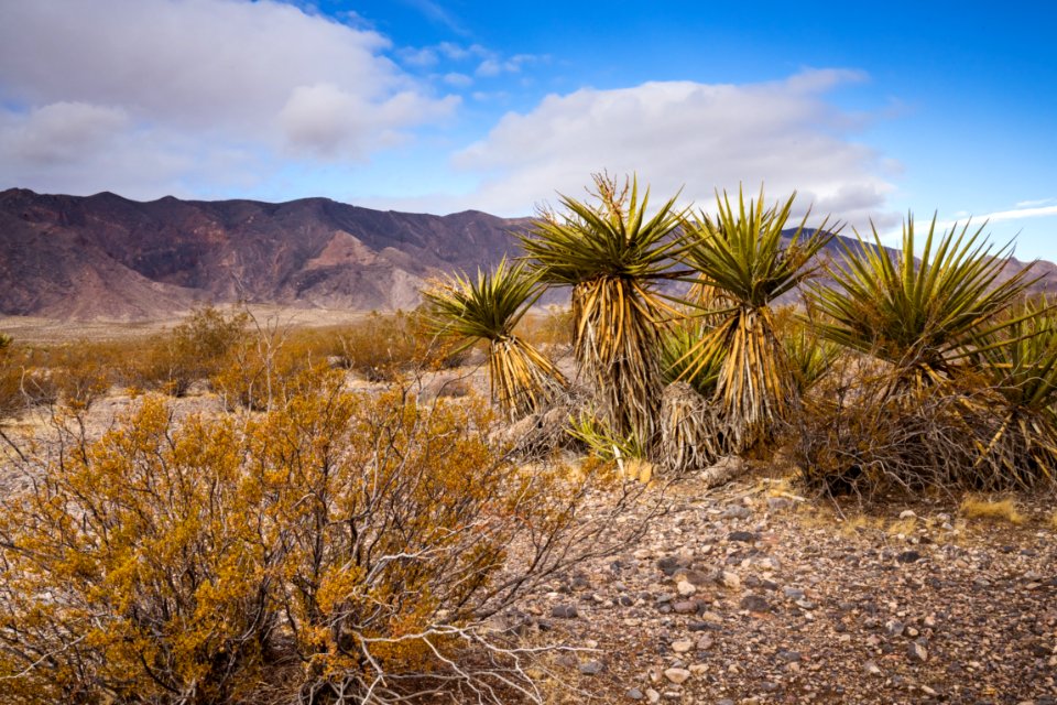 South Nopah Wilderness photo