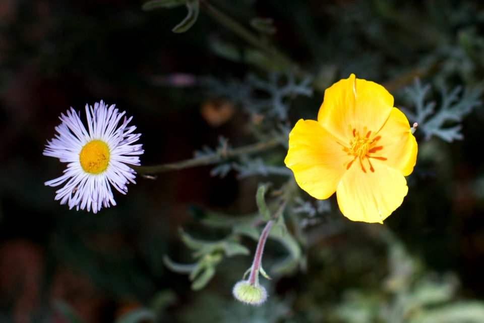 Flowers From a Different Mother