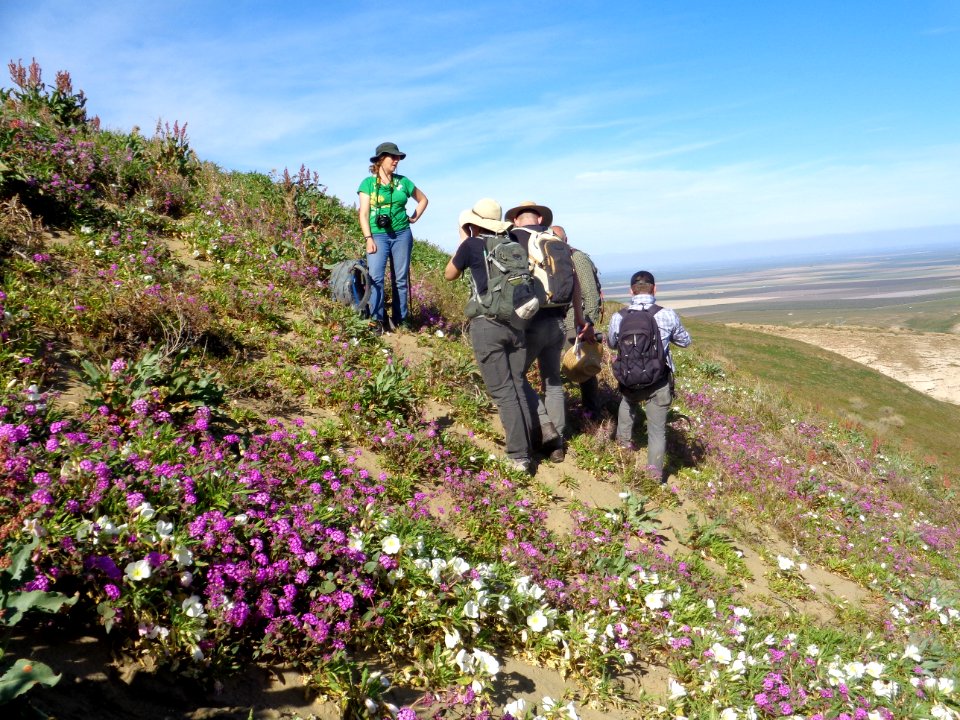 March 2017 Central Coast Field Office Wildflower Tour of Monvero Dunes located in the San Joaquin Desert (Valley)