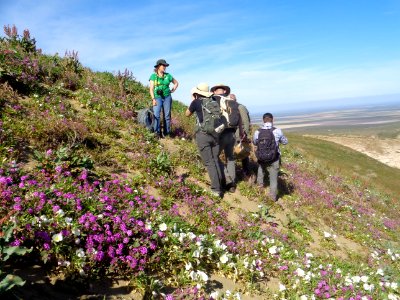 March 2017 Central Coast Field Office Wildflower Tour of Monvero Dunes located in the San Joaquin Desert (Valley)