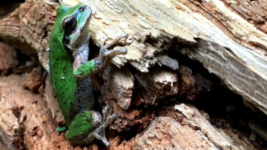 CONTEST WINNER: Pacific Chorus Frog Cling
