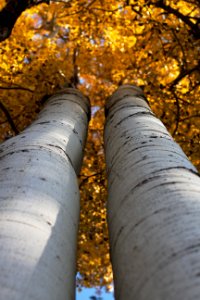 Race to the Aspen Top