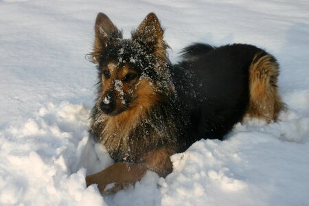 Snow animal dog in the snow