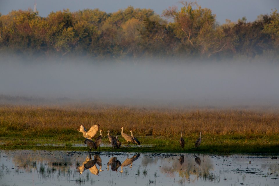 Cosumnes River Preserve