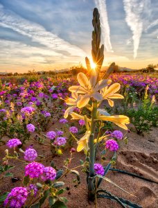 Desert Lily Preserve photo
