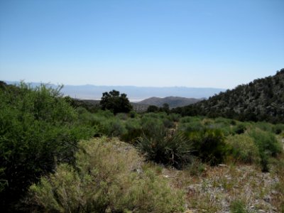 Mesquite Wilderness photo