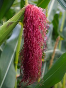 Corn plant corn on the cob cereals