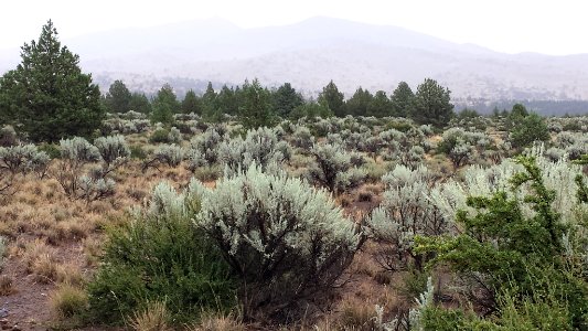 Sagebrush Country near Ravendale, California