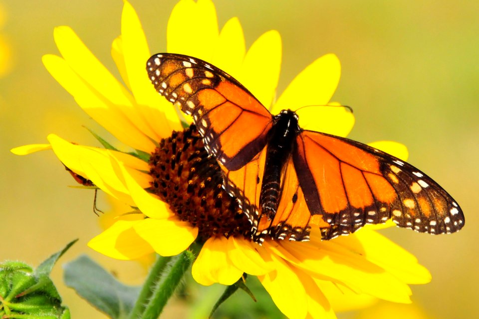 Monarch on Sunflower Lacreek National Wildlife Refuge