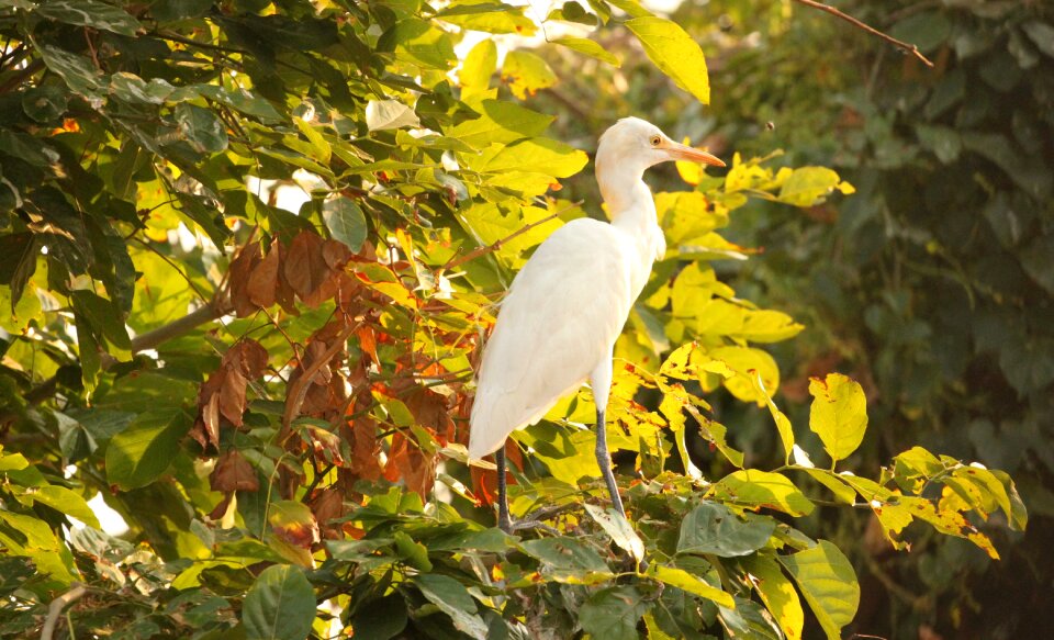 India wildlife asia