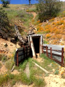 CONTEST WINNER: Abandoned Mine Lands Wildflowers at Adit