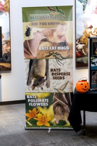 Bat Week 2015