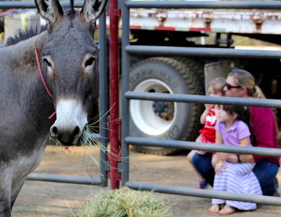 Burro awaiting adoption