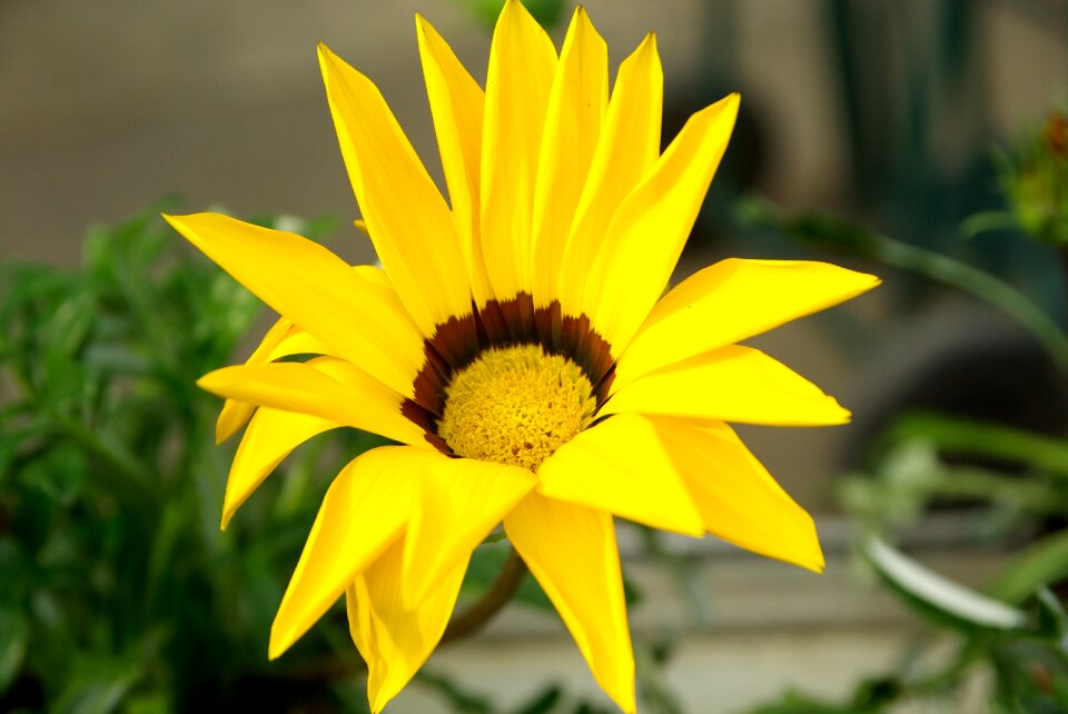 Yellow flower spring petals