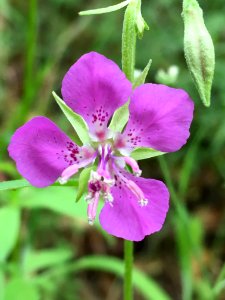 BLM Arcata Field Office Wildflowers
