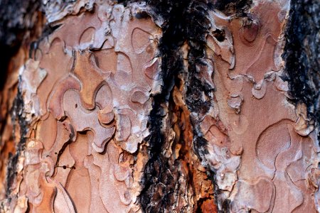 Ponderosa Pine Texture photo