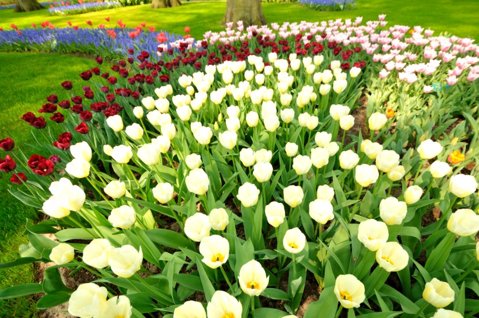 Keukenhof Holland Creative Commons by gnuckx