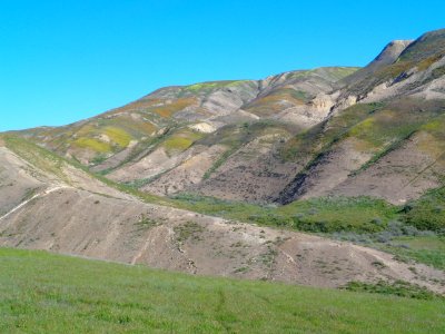 March 2017 Right Angle Canyon Wildflower Tour