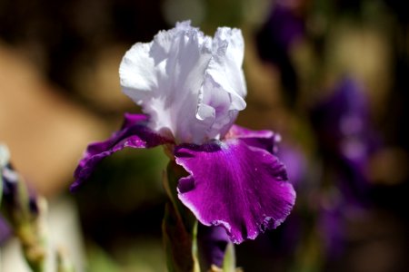 Iris Gem