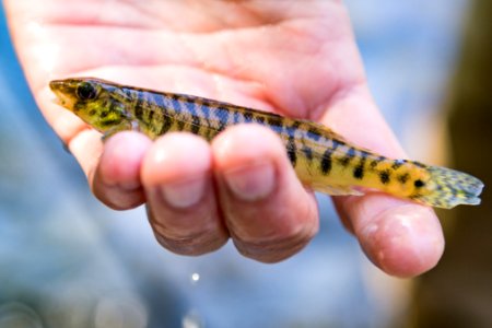 Chesapeake logperch surveying