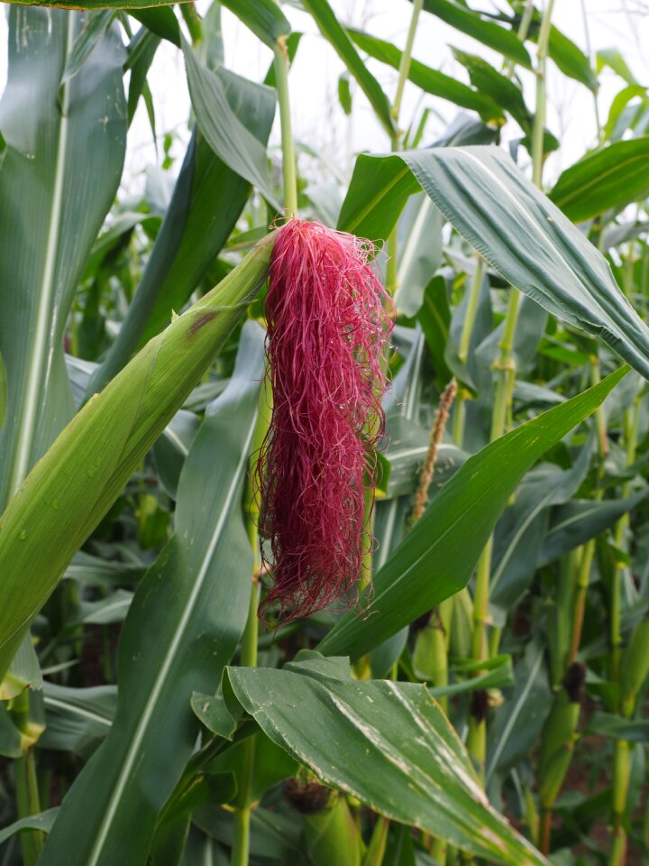 Corn plant corn on the cob cereals
