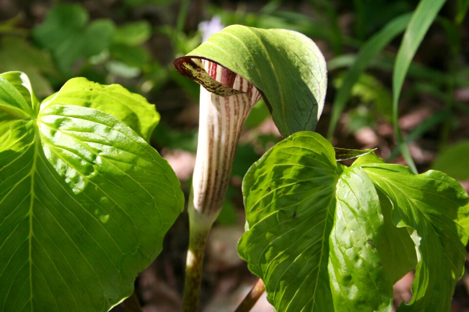 Plant flora woods