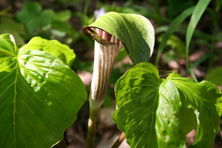 Plant flora woods