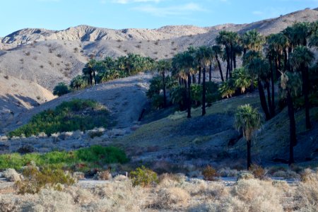 Coachella Valley Preserve System photo