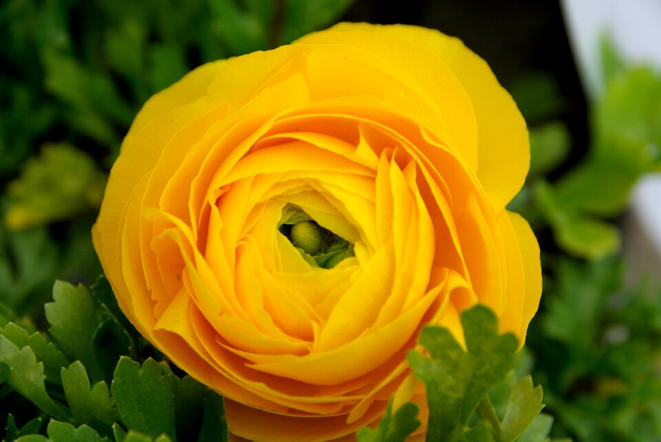 Spring petals orange