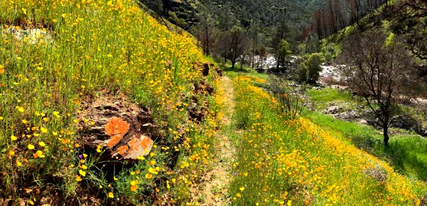 April 2018 Super Bloom along North Fork Merced