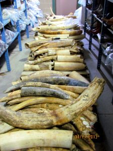 Pallet of raw tusks