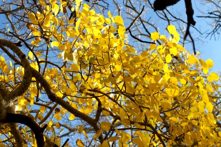 Shimmering Aspen